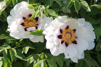 Картинка цветы пионы белый дуэт