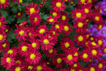 Картинка цветы хризантемы красный