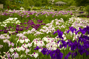 Картинка цветы ирисы красота