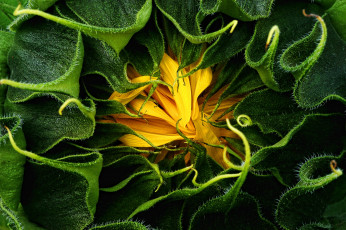 Картинка цветы подсолнухи бутон