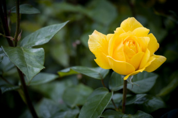 Картинка цветы розы желтый