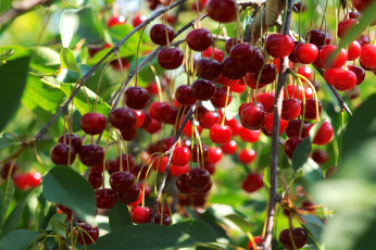 Картинка природа Ягоды вишня