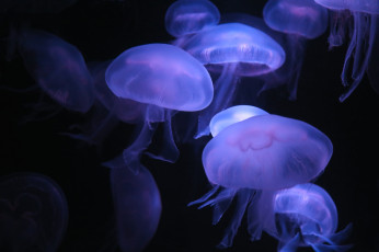 Картинка животные медузы купол щупальца