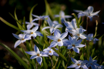 Картинка цветы лепестки