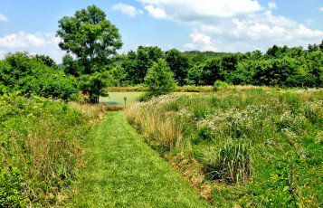 Картинка природа дороги дорога лето поле трава лес озеро