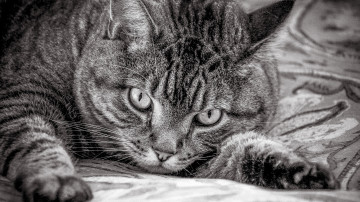 Картинка животные коты взгляд