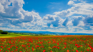 Картинка природа луга небо маки