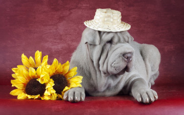 Картинка животные собаки shar pei