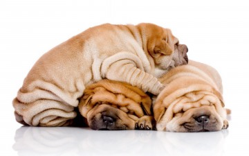 Картинка животные собаки shar pei