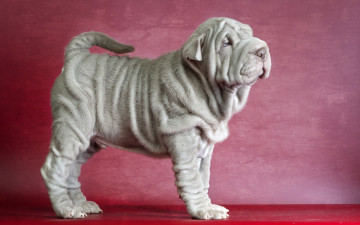 Картинка животные собаки shar pei