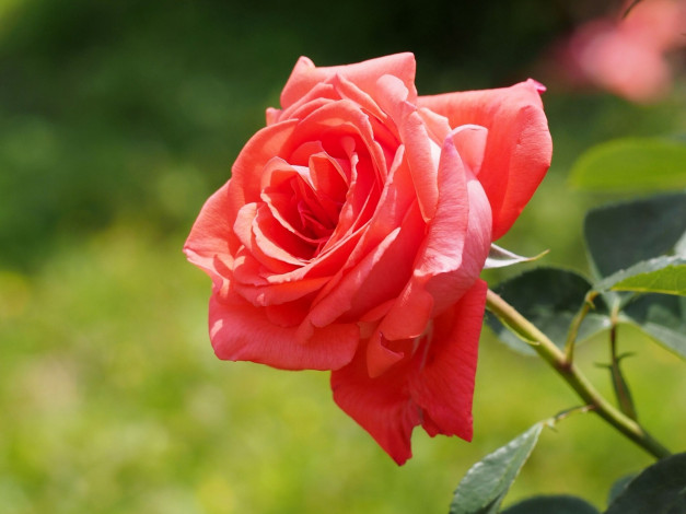 Обои картинки фото цветы, розы, бутон