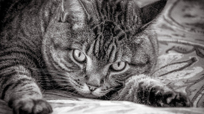 Обои картинки фото животные, коты, взгляд