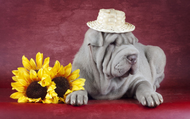 Обои картинки фото животные, собаки, shar, pei