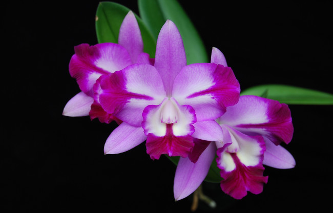 Обои картинки фото цветы, орхидеи, экзотика, розовый