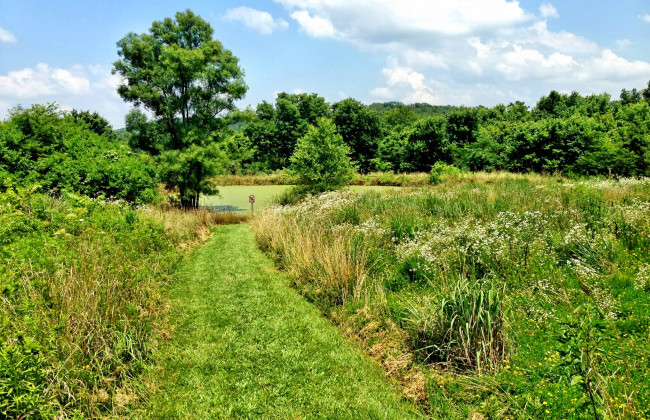 Обои картинки фото природа, дороги, дорога, лето, поле, трава, лес, озеро