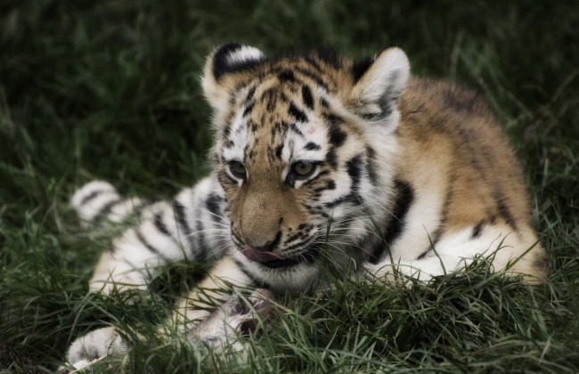 Обои картинки фото животные, тигры, тигренок
