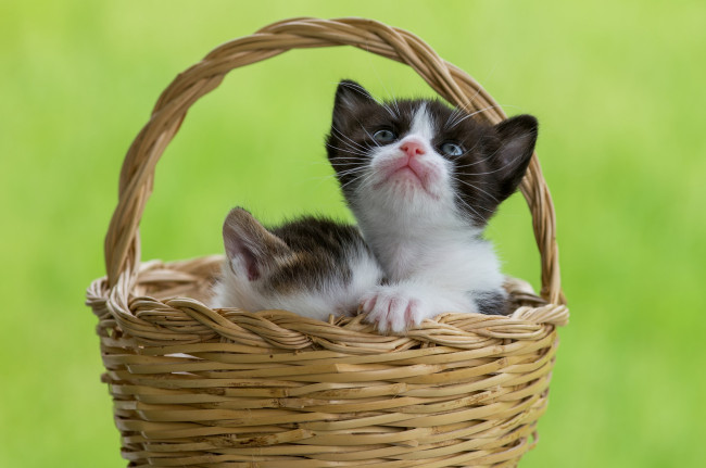 Обои картинки фото животные, коты, малыши, корзина, котята