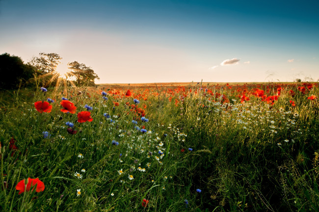 Обои картинки фото природа, луга, васильки, ромашки, маки, солнце