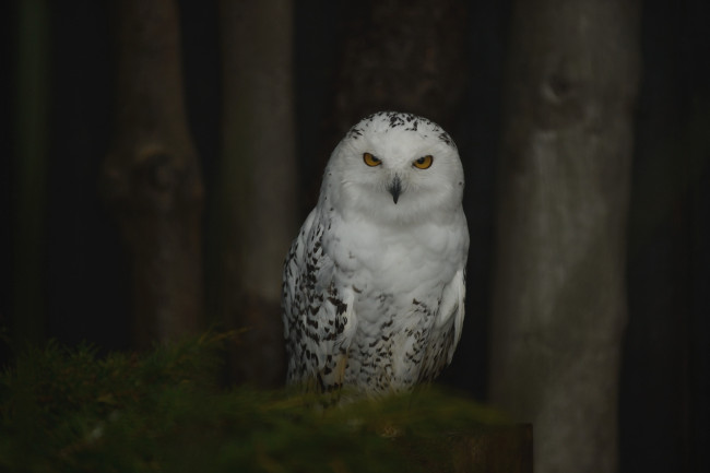 Обои картинки фото животные, совы, полярная, сова