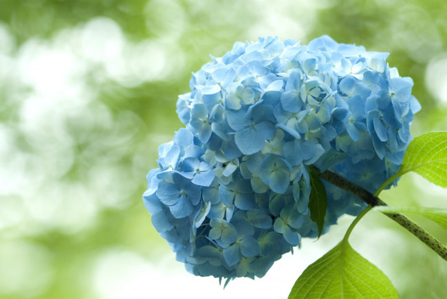 Обои картинки фото цветы, гортензия, голубой