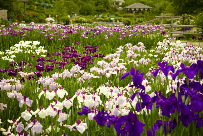 Обои картинки фото цветы, ирисы, красота