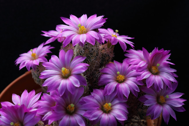 Обои картинки фото цветы, кактусы, розовый