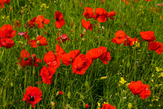 Обои картинки фото цветы, маки, красный