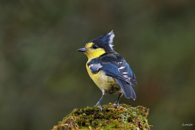 Обои картинки фото животные, синицы, лазоревки, хохолок