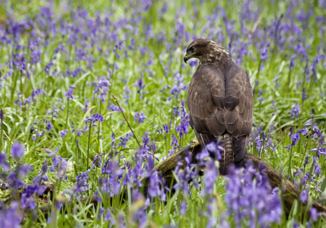 Обои картинки фото животные, птицы, хищники, хищник, колокольчики