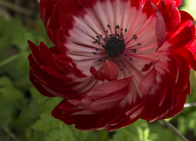 Обои картинки фото цветы, анемоны, адонисы, лепестки, макро