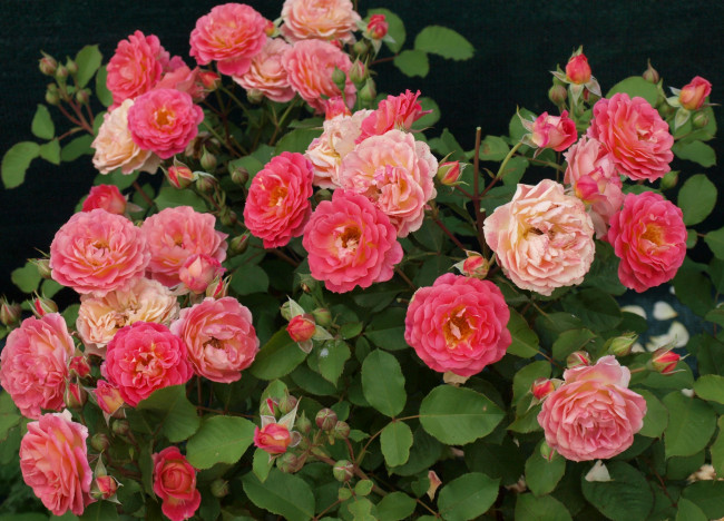 Обои картинки фото цветы, розы, розовый, куст