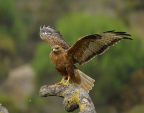 Картинка животные птицы+-+хищники орел