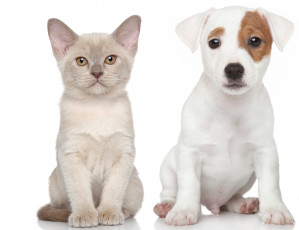 Картинка животные разные+вместе котенок щенок