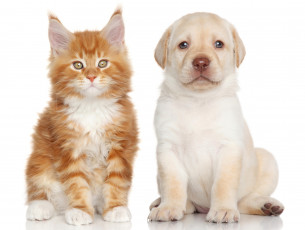 Картинка животные разные+вместе котенок щенок