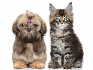 Картинка животные разные+вместе котенок щенок