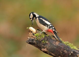 Картинка животные дятлы дятел