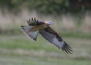 Картинка животные птицы+-+хищники орел