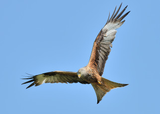 обоя животные, птицы - хищники, сокол