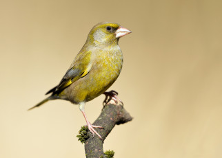 обоя животные, щеглы,  чижи, птичка