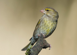 Картинка животные щеглы +чижи птичка