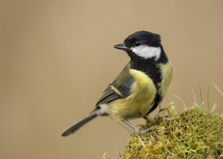 Картинка животные синицы +лазоревки синичка
