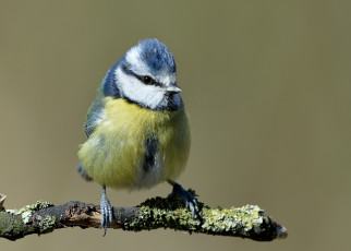 обоя животные, синицы,  лазоревки, синичка