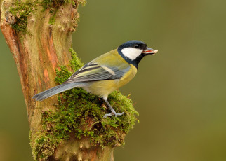 Картинка животные синицы +лазоревки синичка