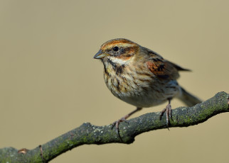 Картинка животные воробьи воробей