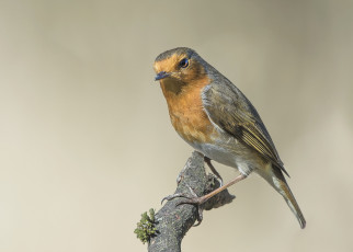 Картинка животные зарянки+ малиновки птичка