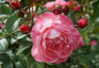 Картинка цветы розы макро