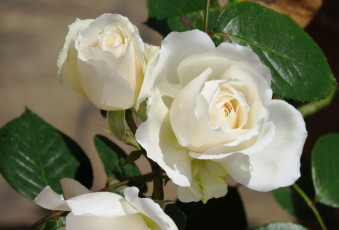 Картинка цветы розы белый