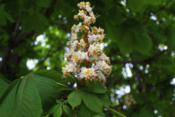 Картинка цветы каштаны свечка