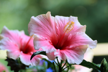 Картинка цветы гибискусы макро