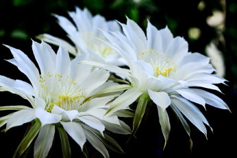 Картинка цветы кактусы белый